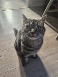 Lost Female Cat last seen Reddish near Browning Road & Longford Road West Back Gardens, Greater Manchester, England SK5 6HY