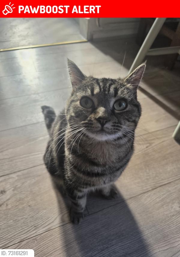Lost Female Cat last seen Reddish near Browning Road & Longford Road West Back Gardens, Greater Manchester, England SK5 6HY