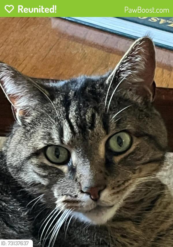 Reunited Male Cat last seen Norvel & Eleanor, Norwalk, CT 06850