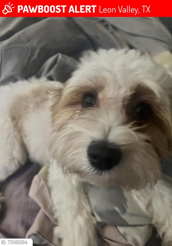 Lost Female Dog last seen handsome land str, Leon Valley, TX 78238