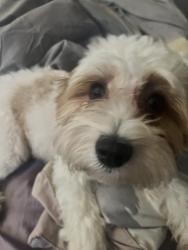 Lost Female Dog last seen handsome land str, Leon Valley, TX 78238