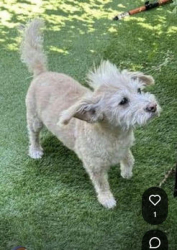 Reunited Male Dog last seen S12th St and 280, San Jose, CA 95112