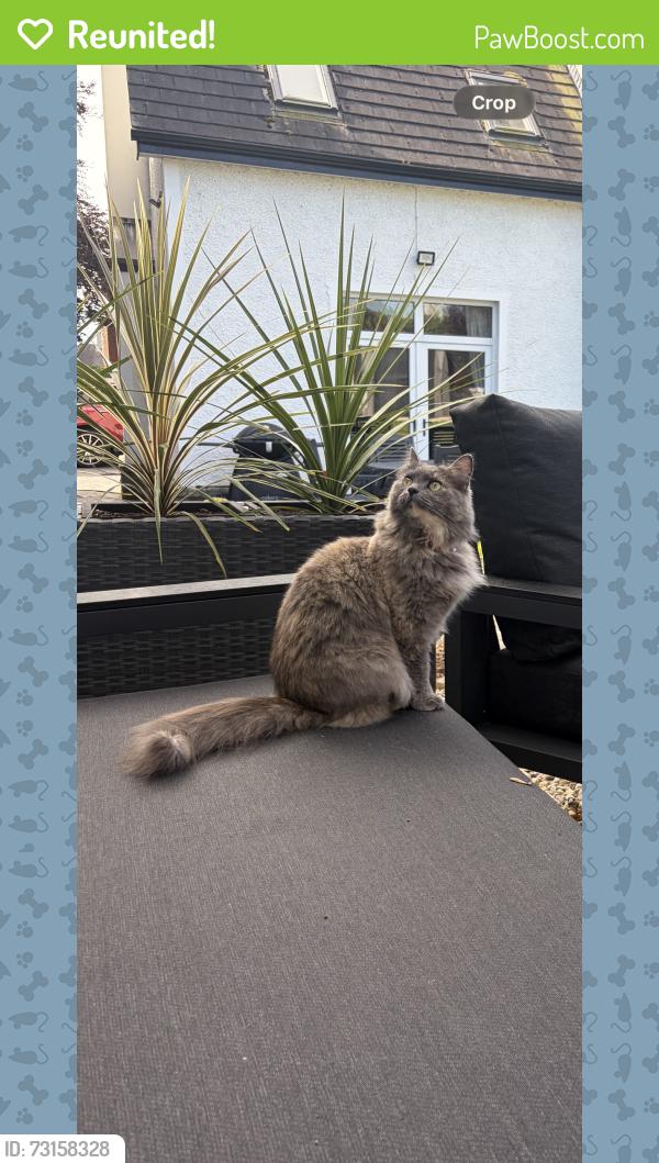 Reunited Female Cat last seen Warrenpoint, Warrenpoint, Northern Ireland 