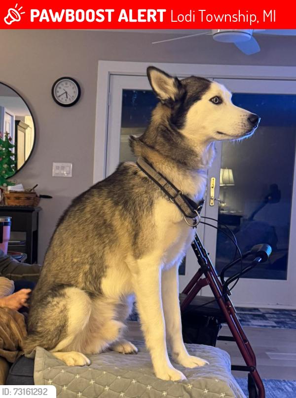 Lost Male Dog last seen Dell and Saline Waterworks rd, Lodi Township, MI 48176