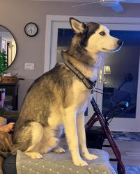 Lost Male Dog last seen Dell and Saline Waterworks rd, Lodi Township, MI 48176