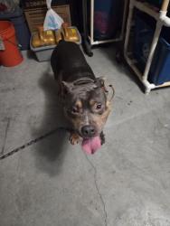 Reunited Male Dog last seen Near Boyce Street, Spring Hill, FL 34608