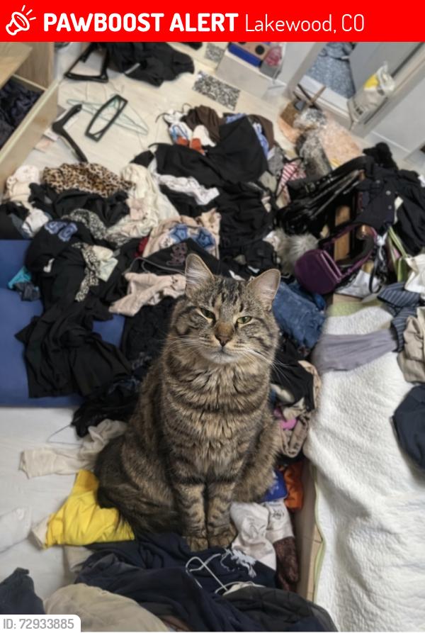 Lost Male Cat last seen Near th and depew, Lakewood, CO 80214