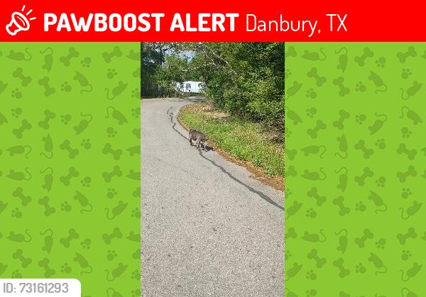 Lost Male Dog last seen Near bayou rd., Danbury, TX 77534