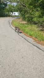 Lost Male Dog last seen Near bayou rd., Danbury, TX 77534