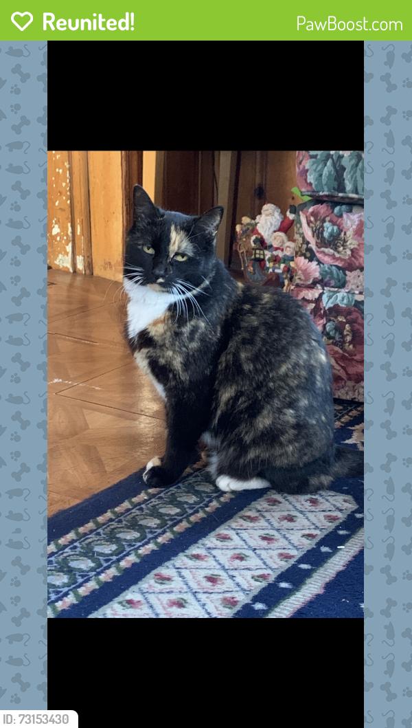 Reunited Female Cat last seen Fairfield St & Roosevelt Ave, Valley Stream, NY 11581