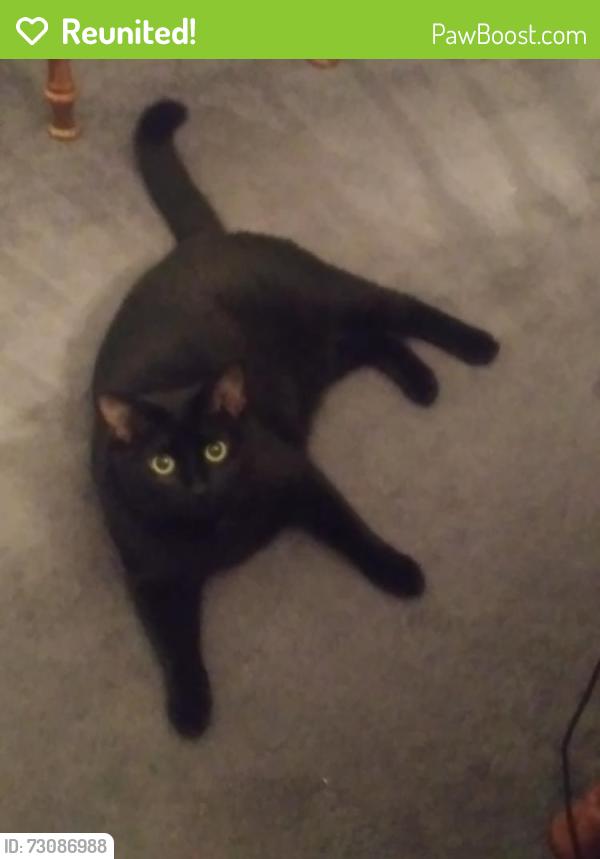 Reunited Female Cat last seen Lick fork creek road, Reidsville, NC 27320