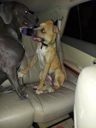 Reunited Female Dog last seen Settlers park, Aurora, CO 80012