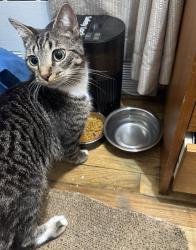 Reunited Male Cat last seen Hope Garden, New York, NY 10009