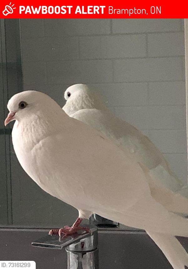 Lost Female Bird last seen Maintou Park trail, Maitland Park North trail, Bloore Pond., Brampton, ON L6S 5M1