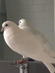Lost Female Bird last seen Maintou Park trail, Maitland Park North trail, Bloore Pond., Brampton, ON L6S 5M1