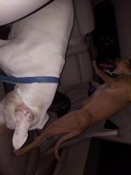 Reunited Male Dog last seen Settlers parks, Aurora, CO 80012