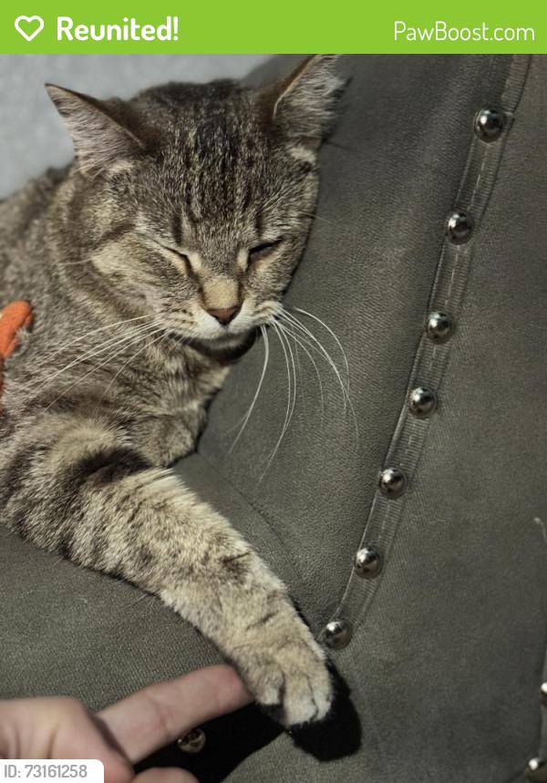 Reunited Female Cat last seen Near E 38th Ave Denver, CO 80205 United States, Denver, CO 80205