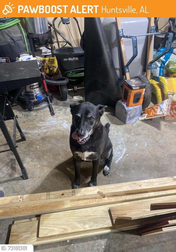 Found/Stray Female Dog last seen Corner of Jordan and Naugher Rd, Huntsville, AL 35811