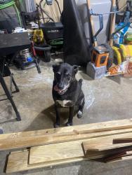 Found/Stray Female Dog last seen Corner of Jordan and Naugher Rd, Huntsville, AL 35811