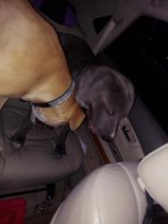 Reunited Male Dog last seen Settlers park, Aurora, CO 80012