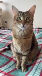 Lost Female Cat last seen Near regency dr, Bloomingdale, IL 60108