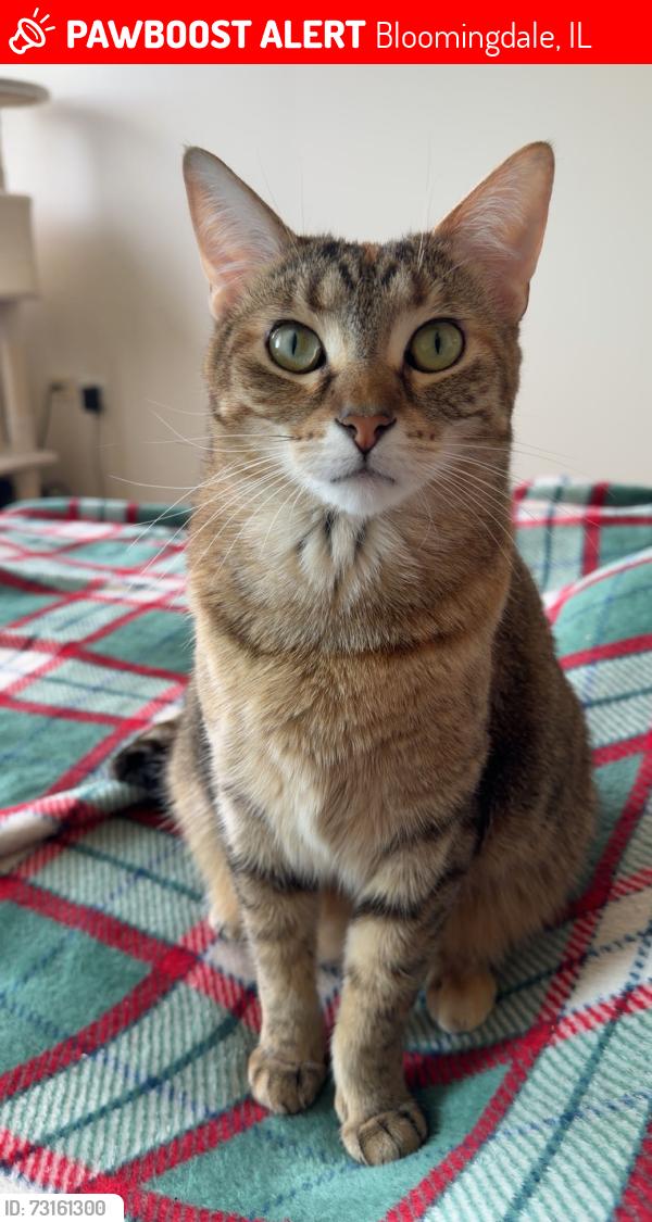 Lost Female Cat last seen Near regency dr, Bloomingdale, IL 60108