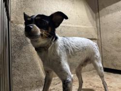 Shelter Stray Male Dog last seen Near BLOCK SW GRAND BLVD, OKLAHOMA CITY OK 73109, 2811 SE 29th St, Oklahoma City, OK 73129, USA