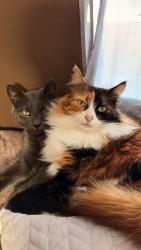 Lost Female Cat last seen Jose nunes pacheco, Parque da Fonte, PR 83050-127