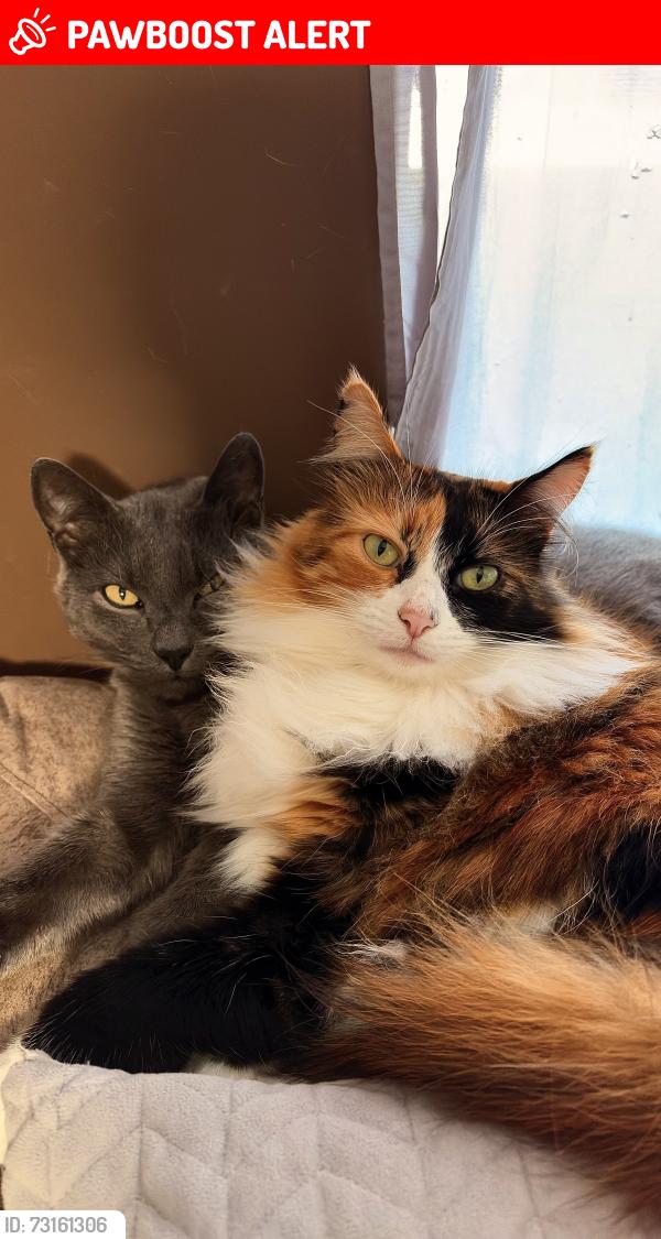 Lost Female Cat last seen Jose nunes pacheco, Parque da Fonte, PR 83050-127