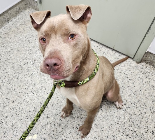 Shelter Stray Male Dog last seen Near BLOCK MANSFIELD ST, DETROIT MI 48227, 7401 Chrysler Dr, Detroit, MI 48211, USA