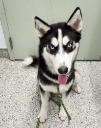Shelter Stray Male Dog last seen Near BLOCK KELLY RD, DETROIT MI 48224, 7401 Chrysler Dr, Detroit, MI 48211, USA