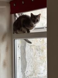 Reunited Female Cat last seen York bridge, Morecambe, England 