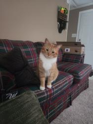 Reunited Male Cat last seen Somerset Meadows, Kimball, MI 48074