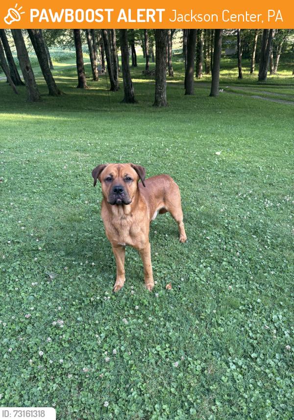 Found/Stray Male Dog last seen Kilgore rd and Rt 173, Jackson Center, PA 16133