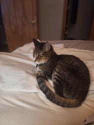 Lost Male Cat last seen Close to 120th and Sheridan Blvd, Broomfield, CO 80020