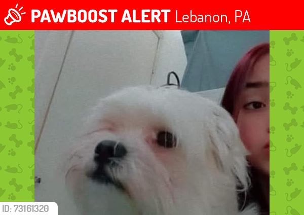 Lost Male Dog last seen Near 8 st, Lebanon, PA 17042