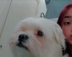 Lost Male Dog last seen Near 8 st, Lebanon, PA 17042