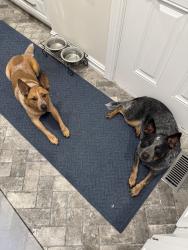 Reunited Female Dog last seen Sheridan and S 111th st, Bixby, OK 74009