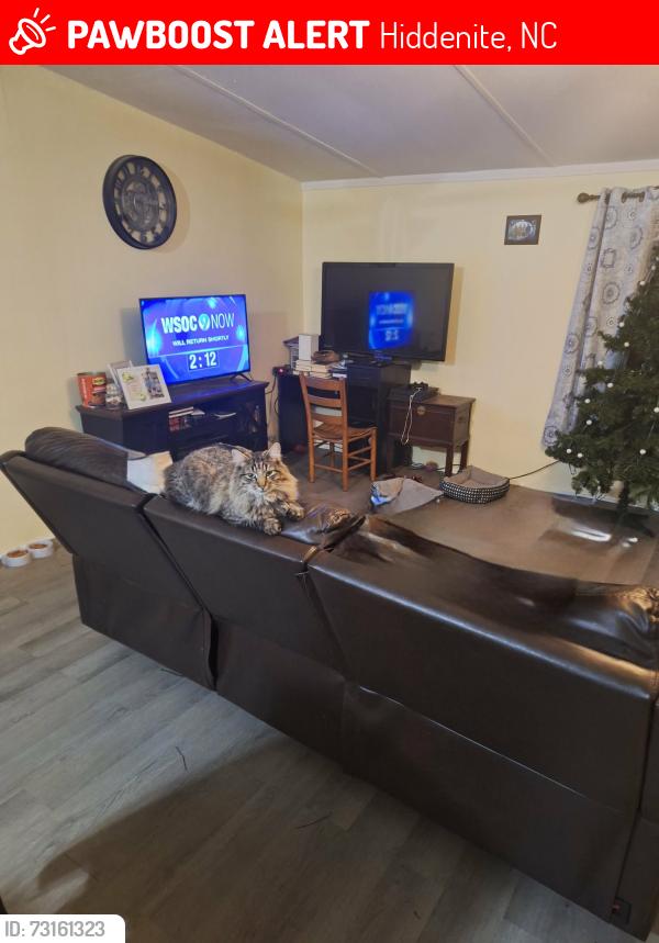 Lost Male Cat last seen Pisgah Rd & Lackey Mtn Rd, Hiddenite, NC 28636
