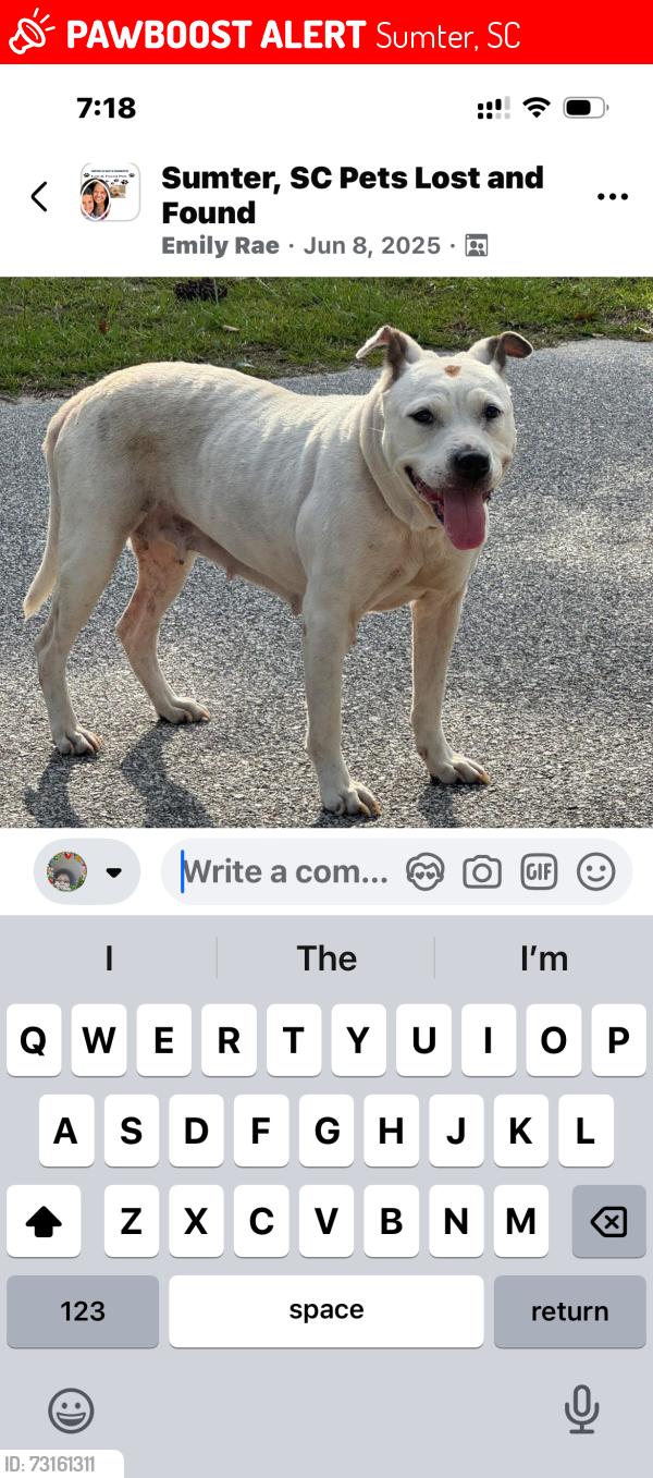 Lost Female Dog last seen Baldwin and Lenoir st, Sumter, SC 29150