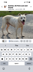 Lost Female Dog last seen Baldwin and Lenoir st, Sumter, SC 29150