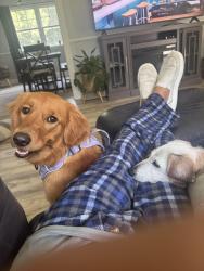 Lost Female Dog last seen Forge road and Cedar drive, Lanexa, VA 23089