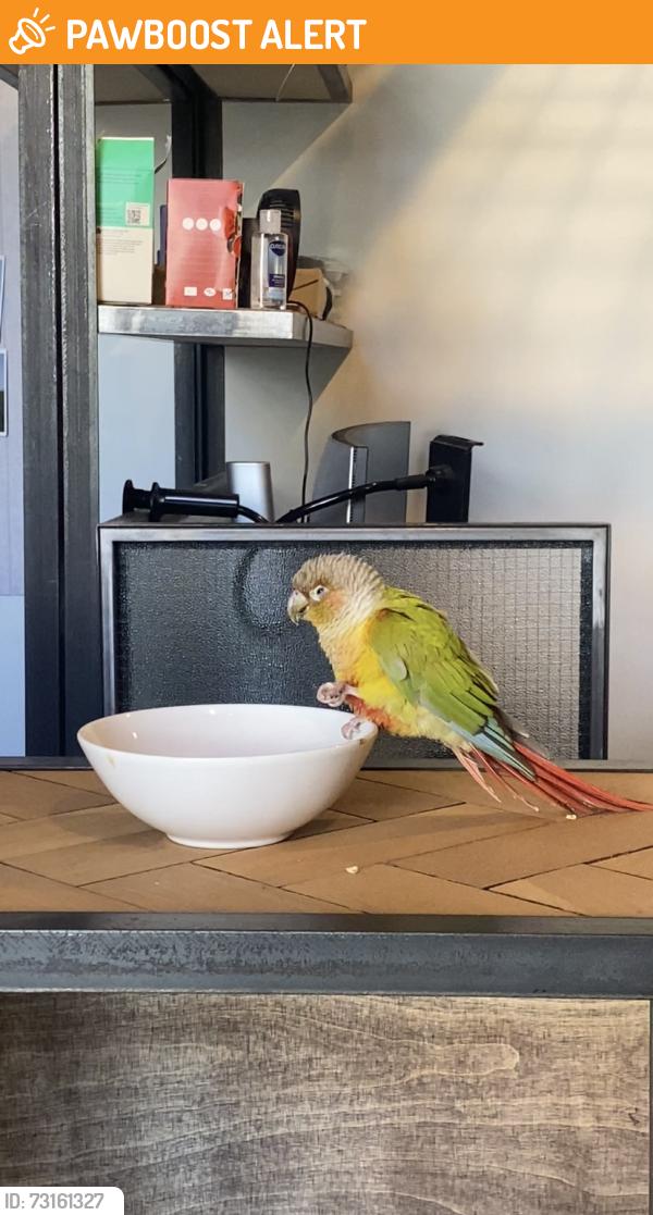 Found/Stray Unknown Bird last seen Near Amhurst Terrace, Lower Clapton, England E8 2BT