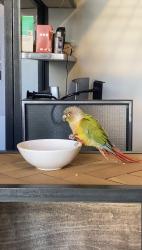 Found/Stray Unknown Bird last seen Near Amhurst Terrace, Lower Clapton, England E8 2BT