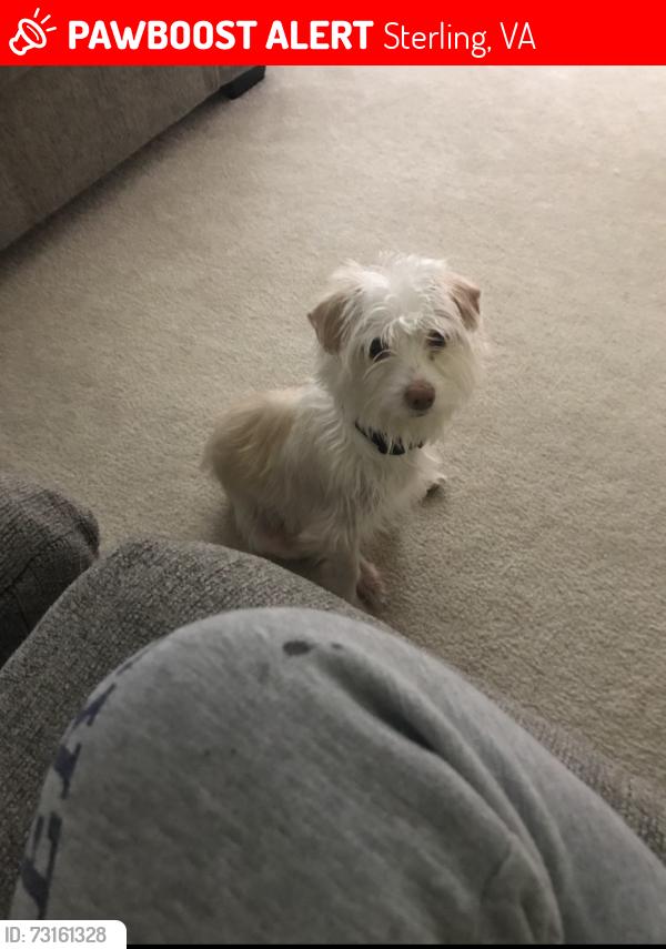 Lost Male Dog last seen North Ithaca Rd. Sterling, VA, Sterling, VA 20164