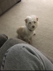 Lost Male Dog last seen North Ithaca Rd. Sterling, VA, Sterling, VA 20164