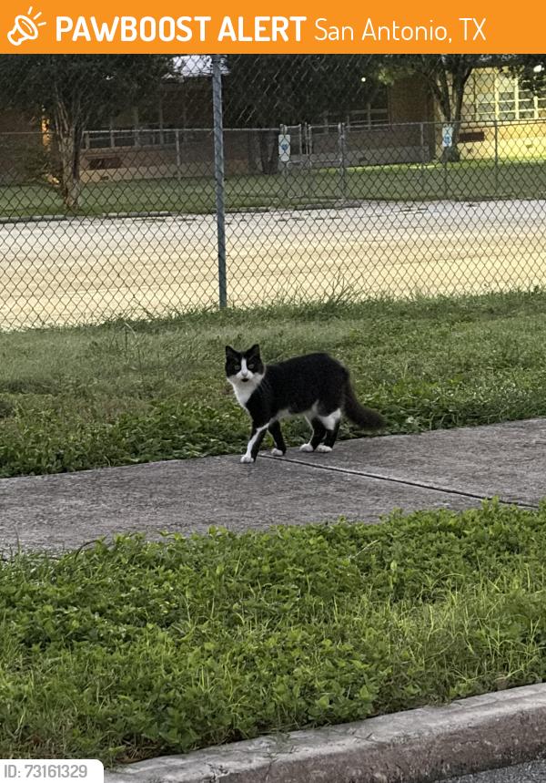 Found/Stray Unknown Cat last seen Spotted yesterday behind Crunch Fitness San Pedro, San Antonio, TX 78216