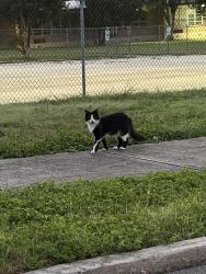 Found/Stray Unknown Cat last seen Spotted yesterday behind Crunch Fitness San Pedro, San Antonio, TX 78216
