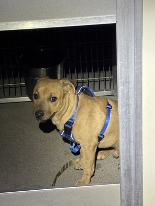 Shelter Stray Male Dog last seen E Simpson Ave & N Jackson Ave, Fresno Zone Fresno CO 2 93703, CA, 1510 W Dan Ronquillo Dr, Fresno, CA 93706, USA