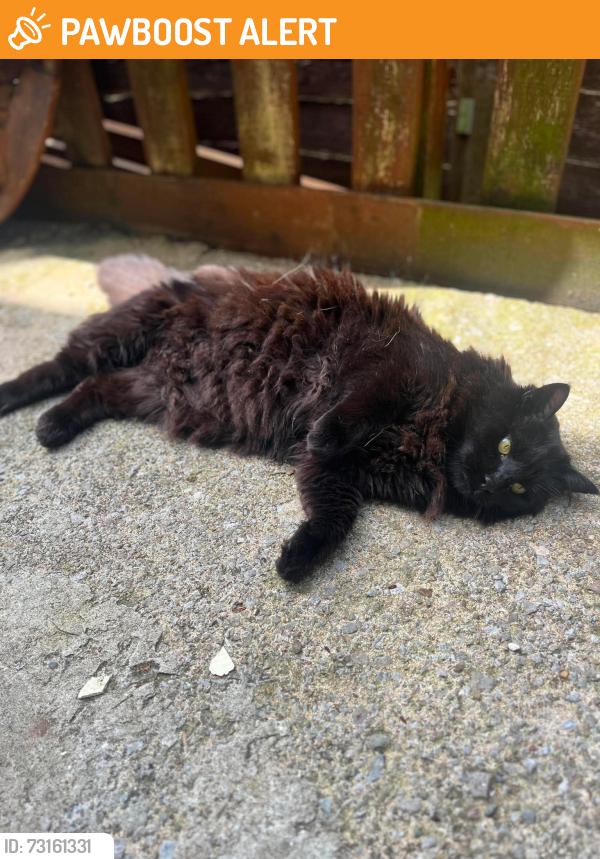 Found/Stray Unknown Cat last seen Kingshill, Gloucestershire, England GL11 4DW